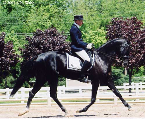 The Akhal-Teke Horse in Dressage